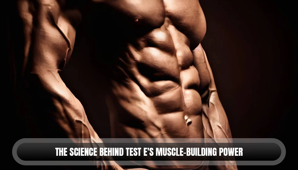 The Science Behind Test E's Muscle-Building Power